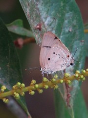 Parrhasius polibetes