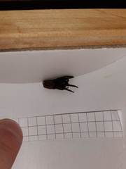 Segestria florentina