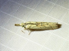 Macrorrhinia endonephele