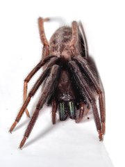 Segestria florentina