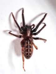 Segestria florentina