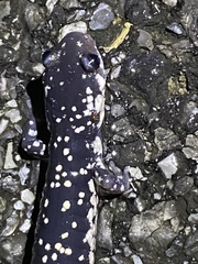 Plethodon glutinosus