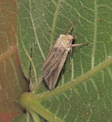 Mythimna riparia