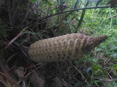 Zamia loddigesii