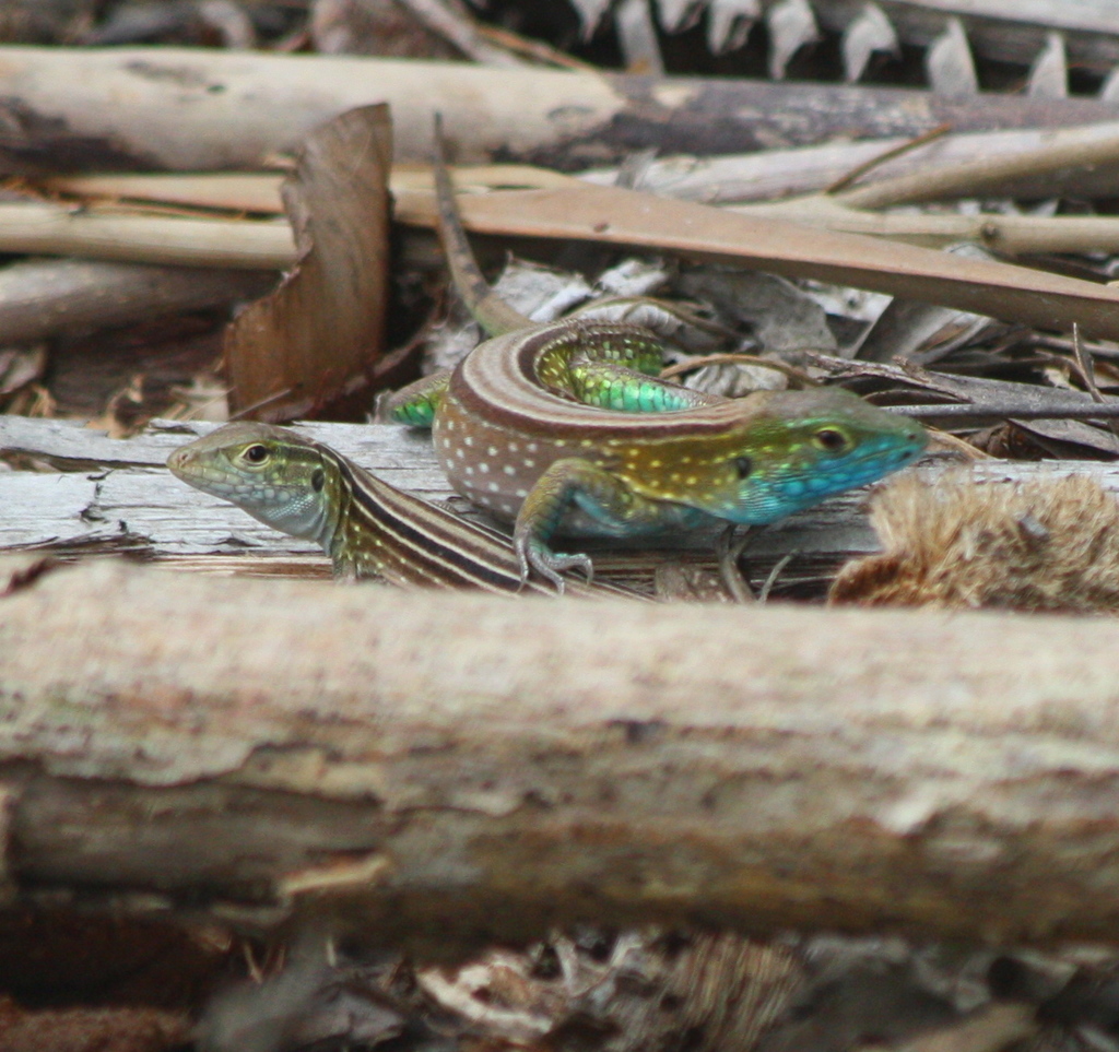 Gaige's Rainbow Lizard