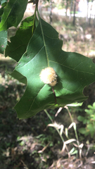 Callirhytis infuscata