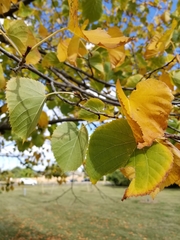 Tilia americana americana