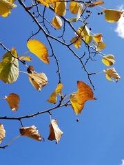 Tilia americana americana