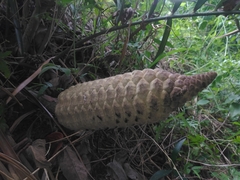 Zamia loddigesii
