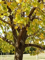 Tilia americana americana