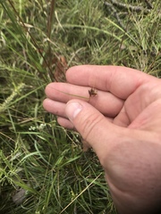 Rhynchospora gracilenta