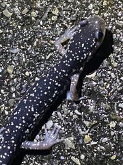 Plethodon glutinosus