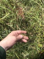 Rhynchospora gracilenta