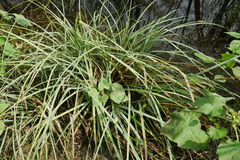 Carex crus-corvi