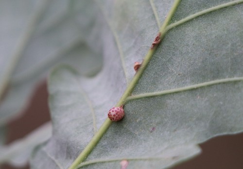 Oyster Gall Wasp