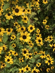 Sanvitalia procumbens