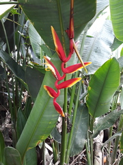 Heliconia marginata