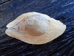 Pterodon emarginatus