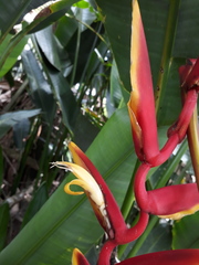 Heliconia marginata
