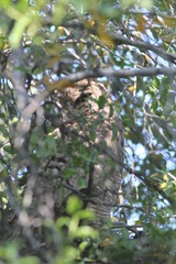 Bubo virginianus magellanicus