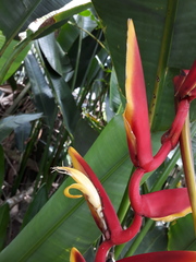 Heliconia marginata