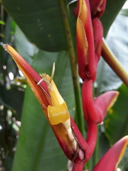 Heliconia marginata