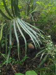 Zamia loddigesii