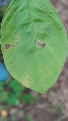 Bucculatrix frangutella