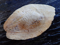 Pterodon emarginatus