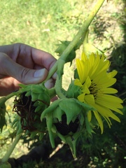Silphium laciniatum