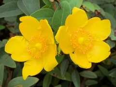 Hypericum
