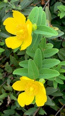 Hypericum
