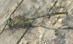 Phanogomphus australis