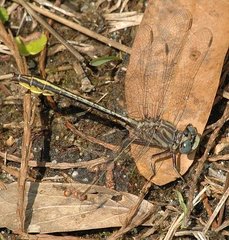 Phanogomphus cavillaris