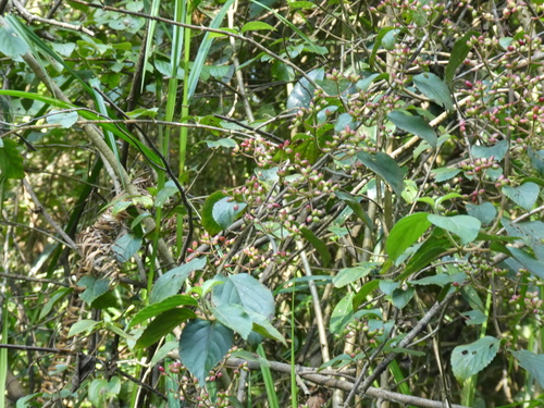 Viburnum hanceanum, photograph 3