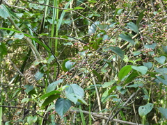 Viburnum hanceanum, photograph (c) Aaron Liston, some rights reserved (CC BY)