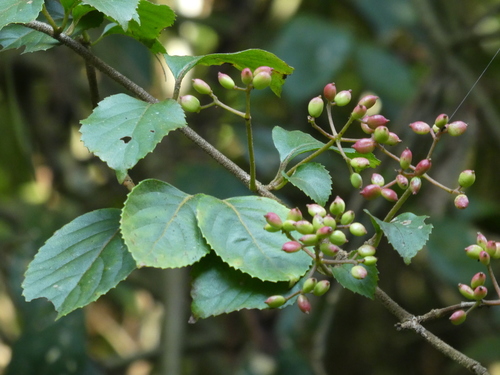 Viburnum hanceanum, photograph 4