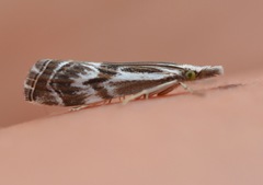 Catoptria oregonicus