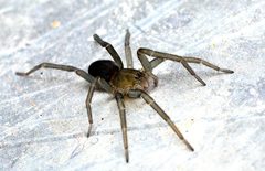 Araneae