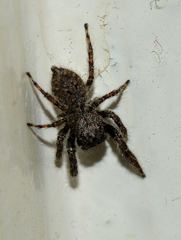 Salticidae