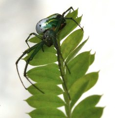 Araneae