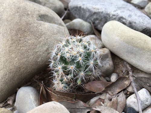 Mammillaria prolifera
