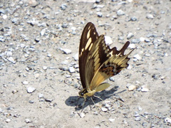 Papilio ornythion ornythion