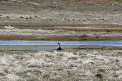 Chloephaga rubidiceps