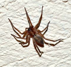 Araneae