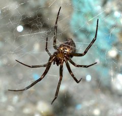 Araneae
