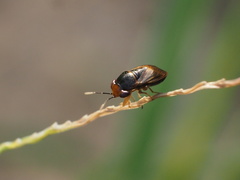 Geocoris ochropterus