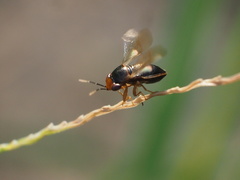 Geocoris ochropterus