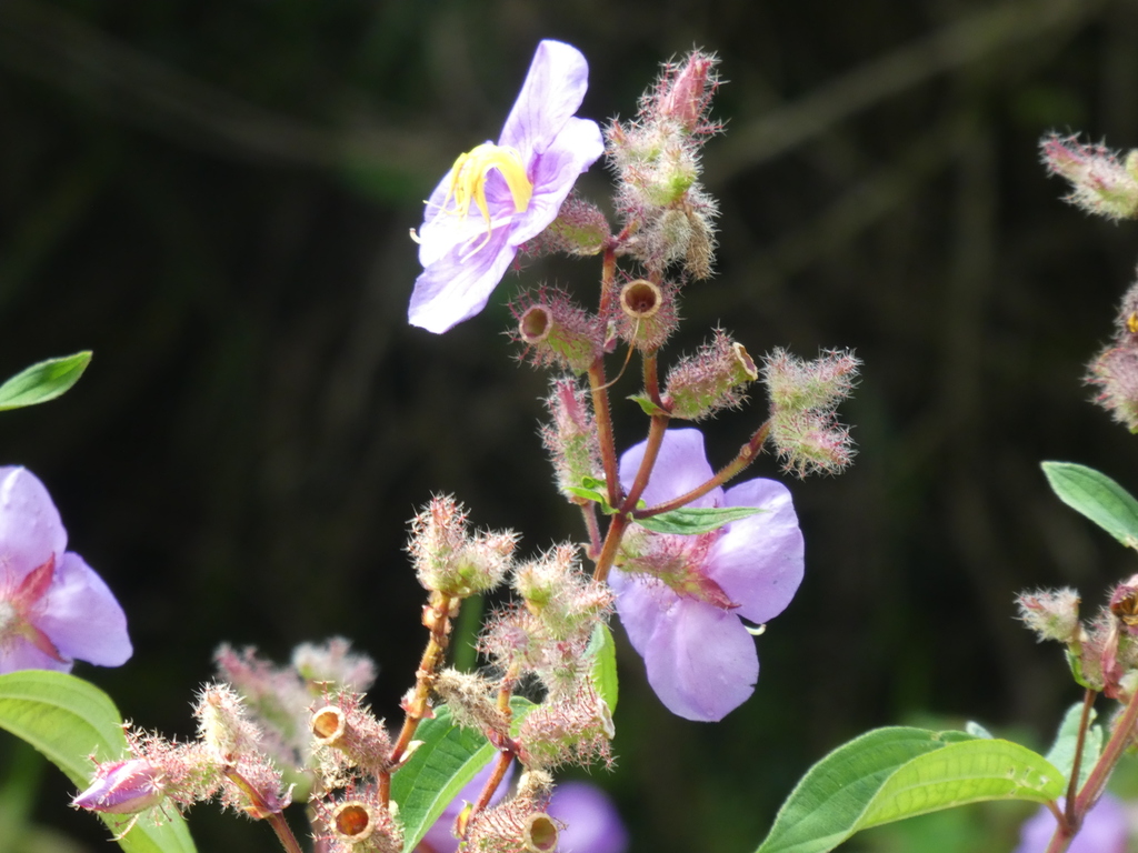 Osbeckia stellata; photograph (c) Aaron Liston, some rights reserved (CC BY)