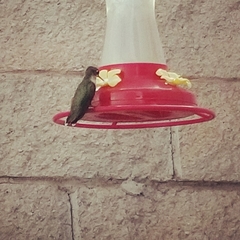 Trochilidae